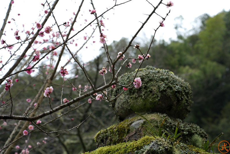 兵庫県丹波篠山市の引誓寺の梅と石灯籠。梅が咲いたと思ったら桜もすぐに咲きそうです、今年の春は忙しい…。